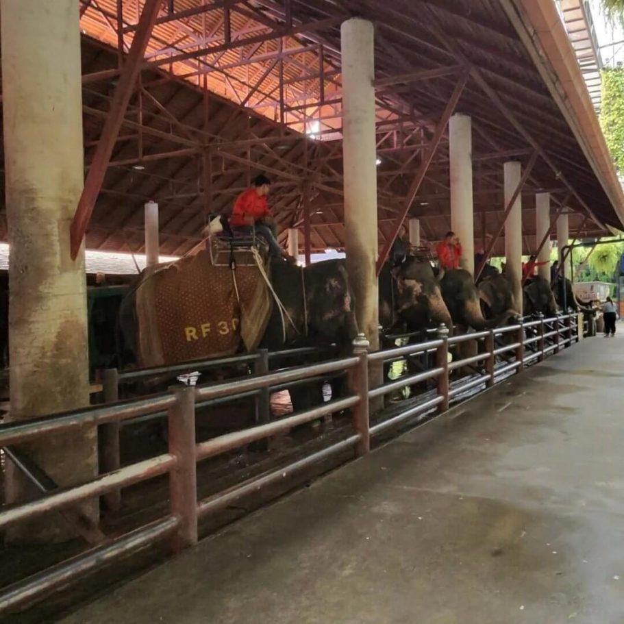 Elefantentour im Nong Nooch Garden Pattaya Mehrere Elefanten mit Mahouts unter einem überdachten Bereich im Nong Nooch Garden.