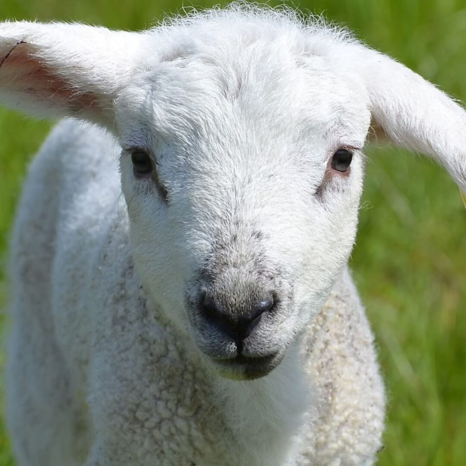 Nahaufnahme eines weißen Lamms auf der Sheep Farm Pattaya – ideal für Familien und Tierliebhaber.